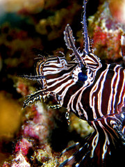 Lionfish head close-up