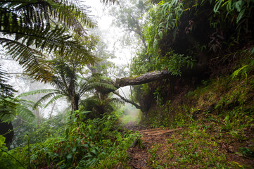 Blue Mountain Hiking Trail