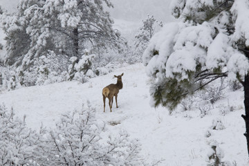 Obraz premium Elk in Deep Snow in the Pike National Forest