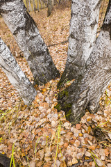 The autumn birch trees and leaves