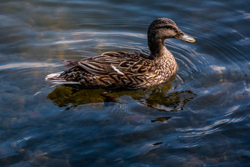 Lake Washington duck