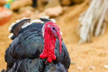 The turkey is a large bird , which is native to the Americas. One species, is native to the forests of North America, from Mexico, throughout the midwest and eastern United States, and into Canada.
