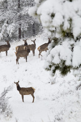 Elk in Deep Snow in the Pike National Forest