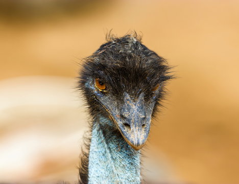 The emu is the second-largest living bird by height, after its ratite relative, the ostrich. It is endemic to Australia where it is the largest native bird.