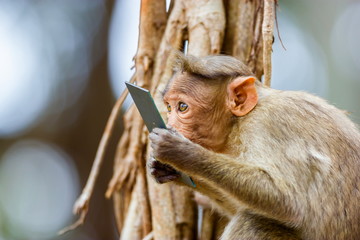 Fototapeta premium The bonnet macaque is a macaque endemic to southern India. Its distribution is limited by the Indian Ocean on three sides and the Godavari, Tapti Rivers along with a related species of rhesus macaque.