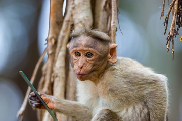 Fototapeta premium The bonnet macaque is a macaque endemic to southern India. Its distribution is limited by the Indian Ocean on three sides and the Godavari, Tapti Rivers along with a related species of rhesus macaque.