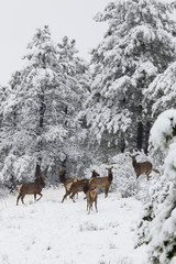 Elk in Deep Snow in the Pike National Forest