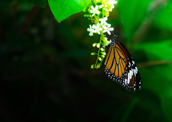 ิButterfly