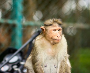 The bonnet macaque is a macaque endemic to southern India. Its distribution is limited by the Indian Ocean on three sides and the Godavari, Tapti Rivers along with a related species of rhesus macaque.