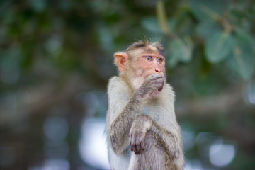 The bonnet macaque is a macaque endemic to southern India. Its distribution is limited by the Indian Ocean on three sides and the Godavari, Tapti Rivers along with a related species of rhesus macaque.