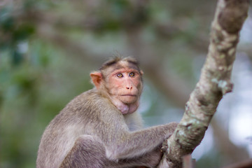 Fototapeta premium The bonnet macaque is a macaque endemic to southern India. Its distribution is limited by the Indian Ocean on three sides and the Godavari, Tapti Rivers along with a related species of rhesus macaque.