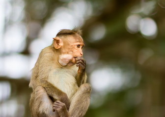 The bonnet macaque is a macaque endemic to southern India. Its distribution is limited by the Indian Ocean on three sides and the Godavari, Tapti Rivers along with a related species of rhesus macaque.