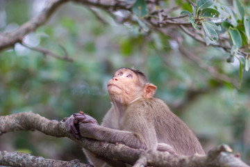 The bonnet macaque is a macaque endemic to southern India. Its distribution is limited by the Indian Ocean on three sides and the Godavari, Tapti Rivers along with a related species of rhesus macaque.