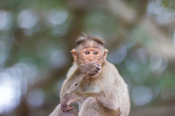 The bonnet macaque is a macaque endemic to southern India. Its distribution is limited by the Indian Ocean on three sides and the Godavari, Tapti Rivers along with a related species of rhesus macaque.