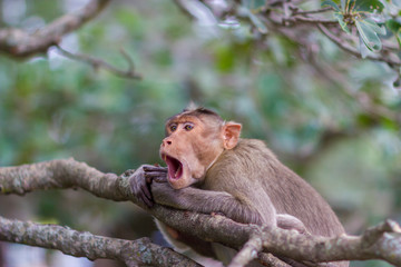 The bonnet macaque is a macaque endemic to southern India. Its distribution is limited by the Indian Ocean on three sides and the Godavari, Tapti Rivers along with a related species of rhesus macaque.