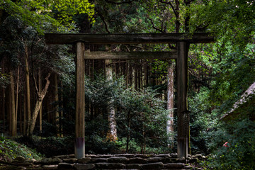 Fototapeta premium Torii gate in the forest