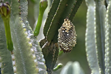 Wasp hive in the trunk of cactus