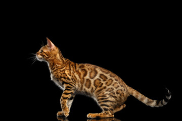 Playful Bengal Cat Standing and Looking up on isolated Black Background with reflection, Side view