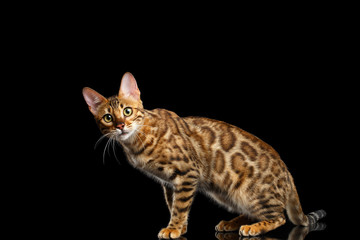 Playful Gold Bengal Cat Sitting and Looking Curious in Camera on isolated Black Background with reflection, Side view