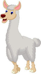 cute lama cartoon