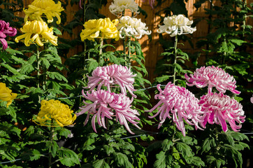 Japanese Large-flowered chrysanthemum, traditional three-piece display
大輪菊 三本立 　日本