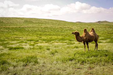 Kamel Herde in der mongolischen Gobi Wüste