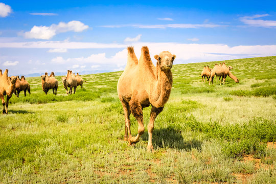 Kamel Herde in der mongolischen Gobi W&uuml;ste