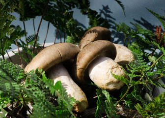 しめじ　本シメジとノキシノブ　日本
mushroom Shimeji, Japan