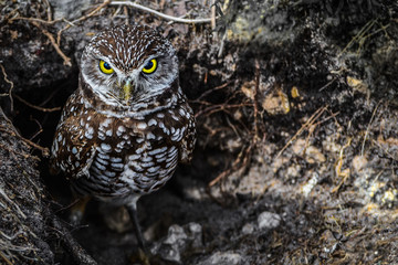 Burrowing Owl