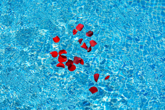 Red Rose Petals In The Pool Water 