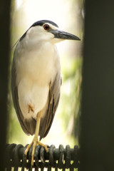 Night Heron