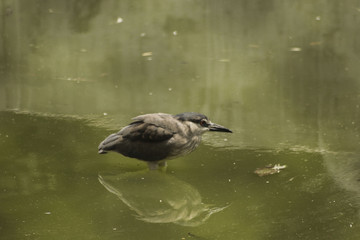 Reflection bird