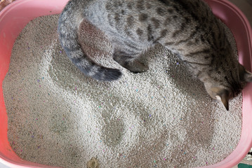 toilet cat Cleaning sand cat  in a litter box