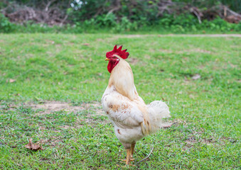 White hen walking in nature farm.