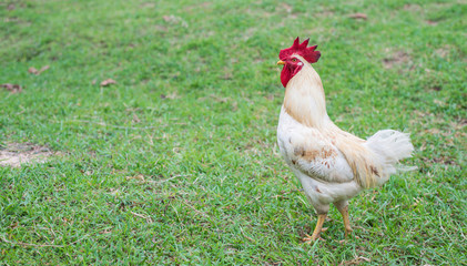 White hen walking in nature farm.