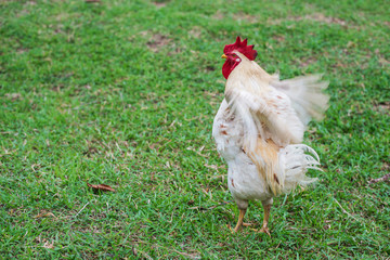 White hen walking in nature farm.