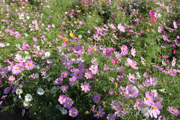 コスモス(展海峰)