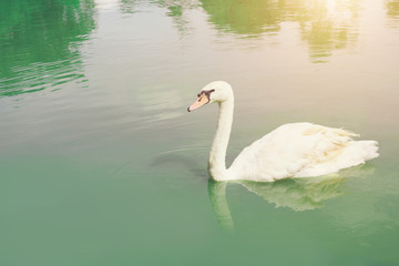 Graceful swan floating in the pan, pour the emerald green lake.