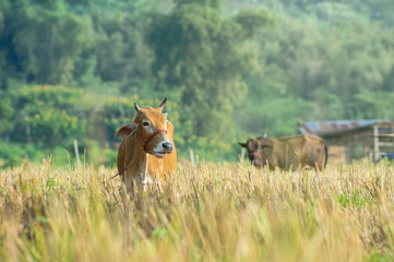 Closeup Brown Cow in the field, worm color tone, livestock indus