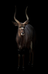 male nyala standing in the dark