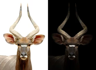 Fototapete Antilope männliche Nyala auf dunklem und weißem Hintergrund