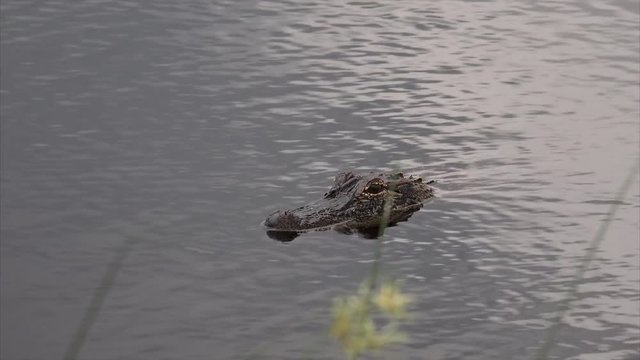 Adult alligator swimming in swamp at Sabine National Wildlife Refuge in Louisiana