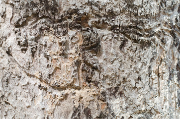 Tree bark texture background.
