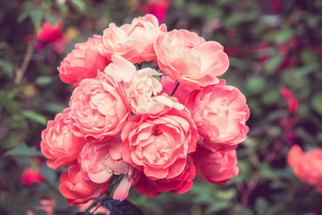 flowers rose with filter effect retro vintage style