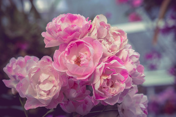 flowers rose with filter effect retro vintage style