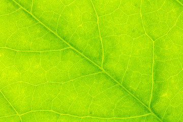 Plakat Leaf texture or leaf background for design with copy space for text or image.