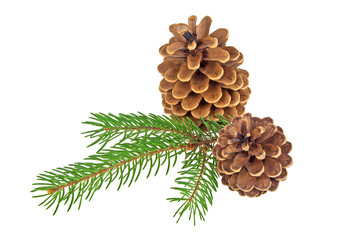 Two pine cones with branch on a white background