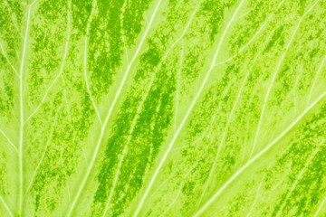 Leaf texture or leaf background for design with copy space for text or image.