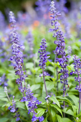 lavender flowers, close-up, selective focus..