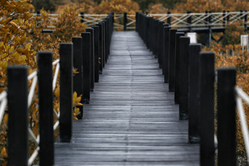 Obraz premium Wooden bridge of walkways in mangrove forest with autumn leaves.